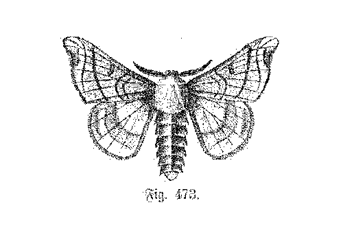 bombyx